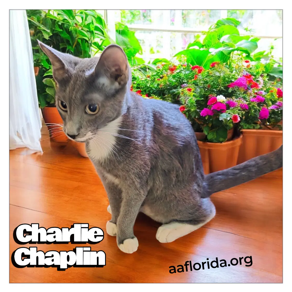Charlie Chaplin image 2