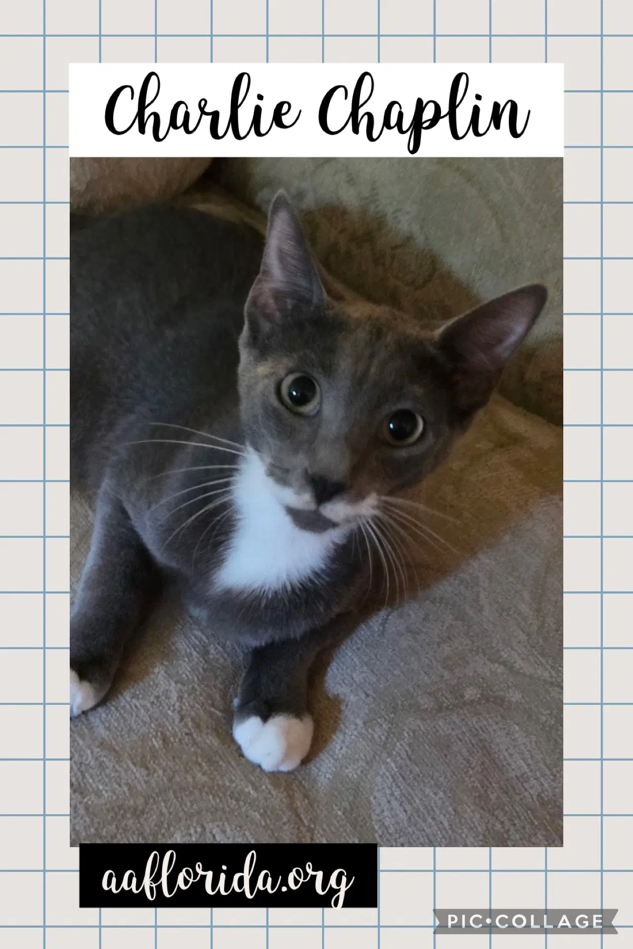 Charlie Chaplin - Tabby