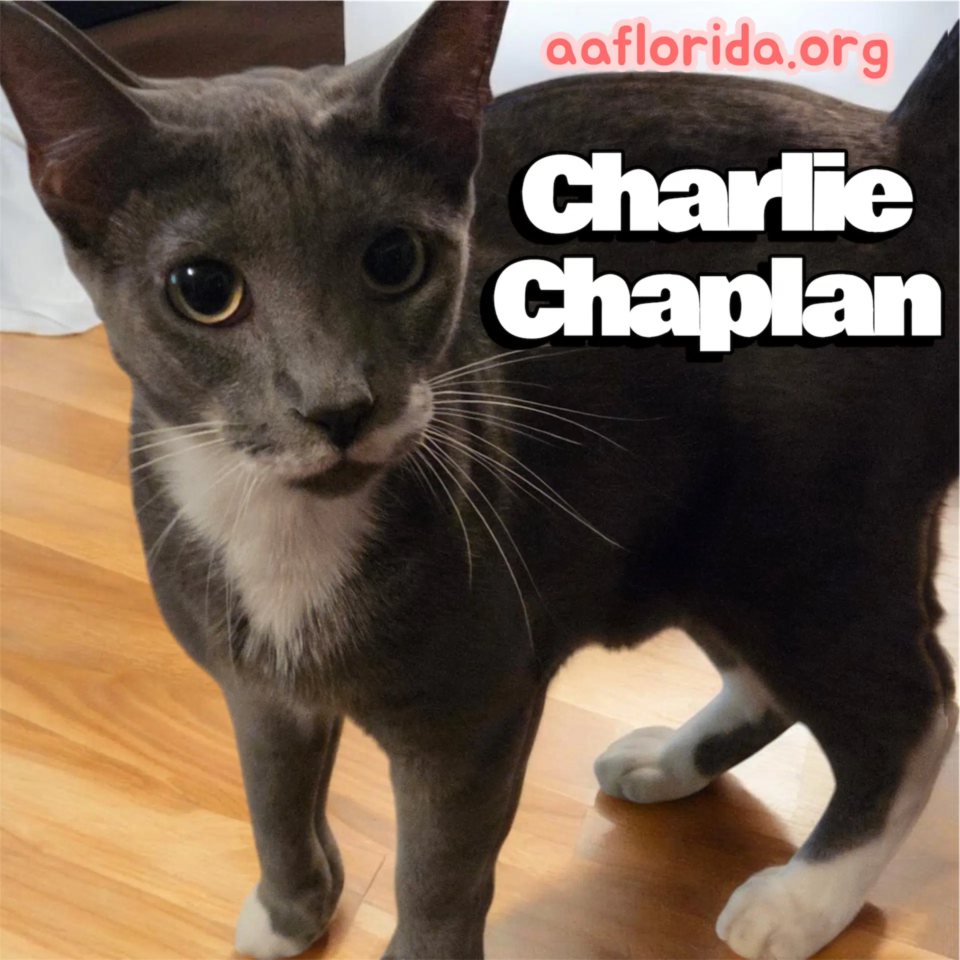 Charlie Chaplin image 4