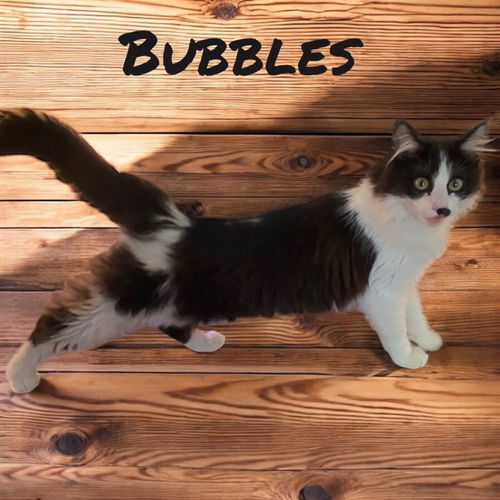 Bubbles