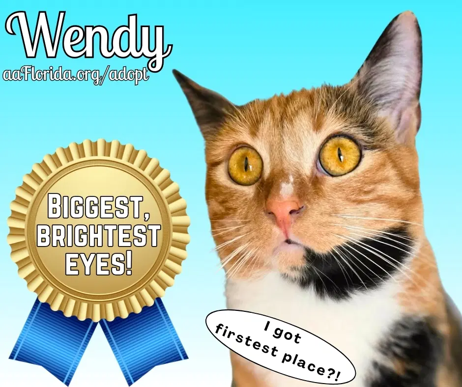 Wendy - Calico