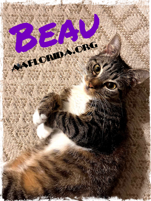 Beau