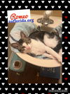 Romeo