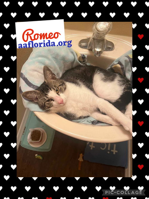 Romeo