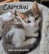 Captain