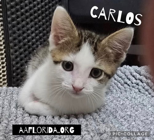Carlos