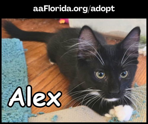 Alex