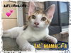 adoptable Cat in Pensacola, FL named Little Mamacita