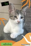 adoptable Cat in  named Tiny