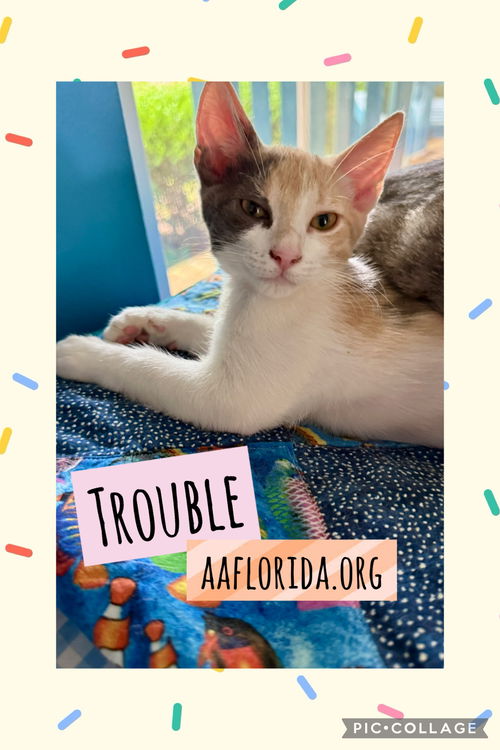 Trouble