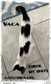 Vaca