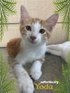 adoptable Cat in  named Yoda
