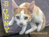 adoptable Cat in  named Sunny