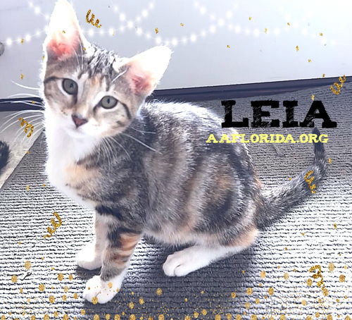 Leia