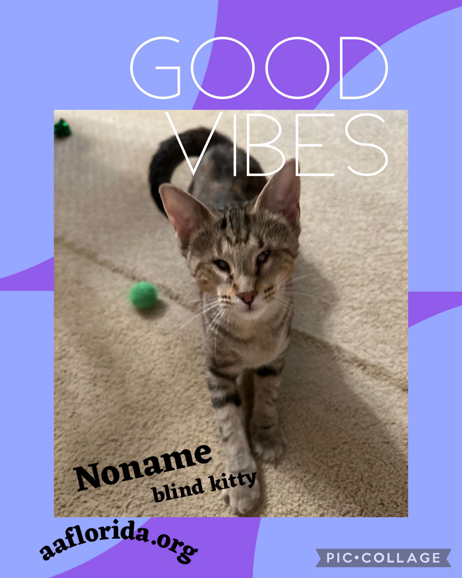 adoptable Cat in Pensacola, FL named NoName~ a blind kitty