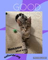 adoptable Cat in Pensacola, FL named NoName~ a blind kitty