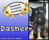 Dasher