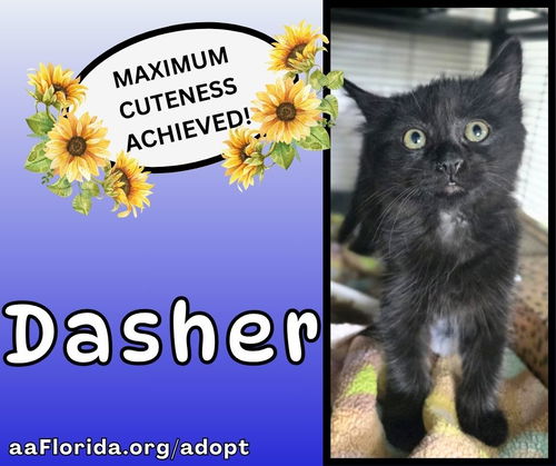Dasher