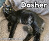 Dasher