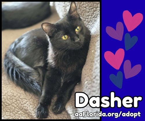 Dasher