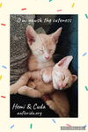 Hemi & Cuda