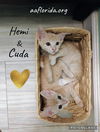 Hemi & Cuda