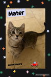 Mater