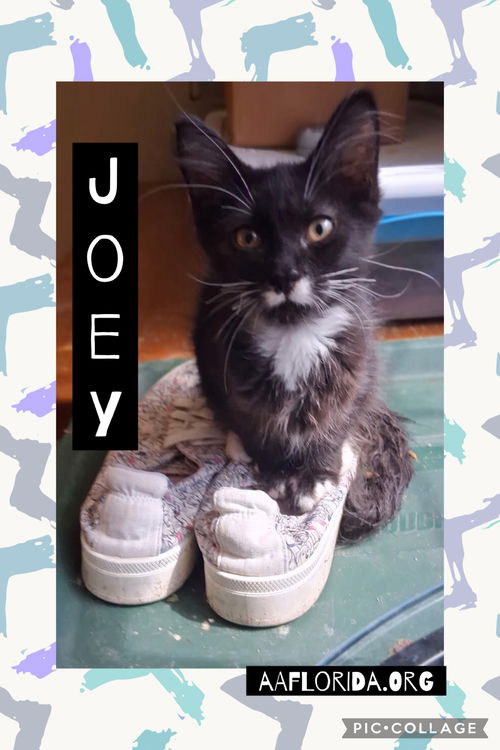 Joey