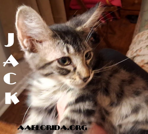 Jack