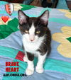 Brave Heart