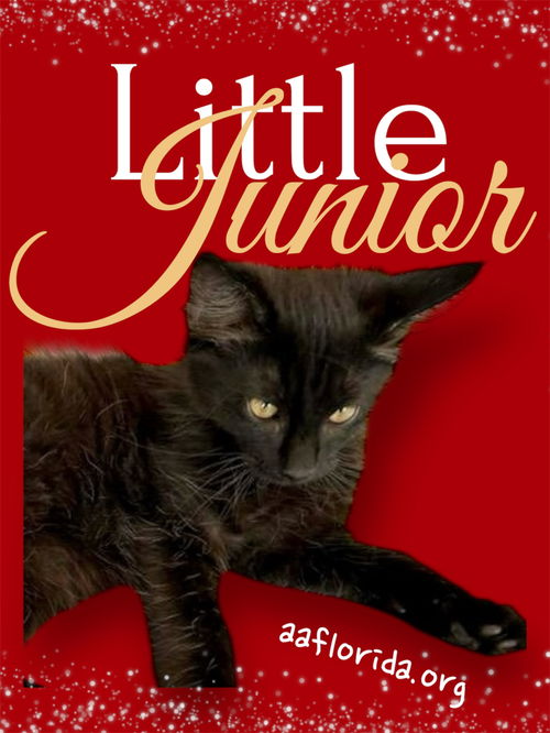 Little Junior