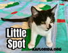Spot