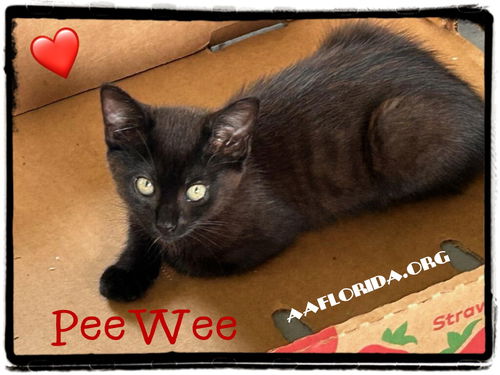PeeWee