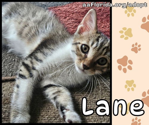 Lane