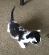 Tom
