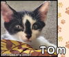 Tom