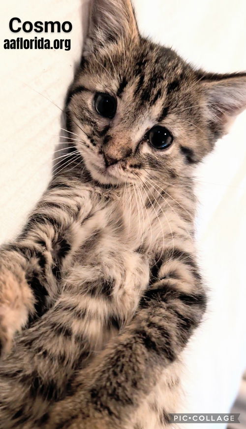 Cosmo
