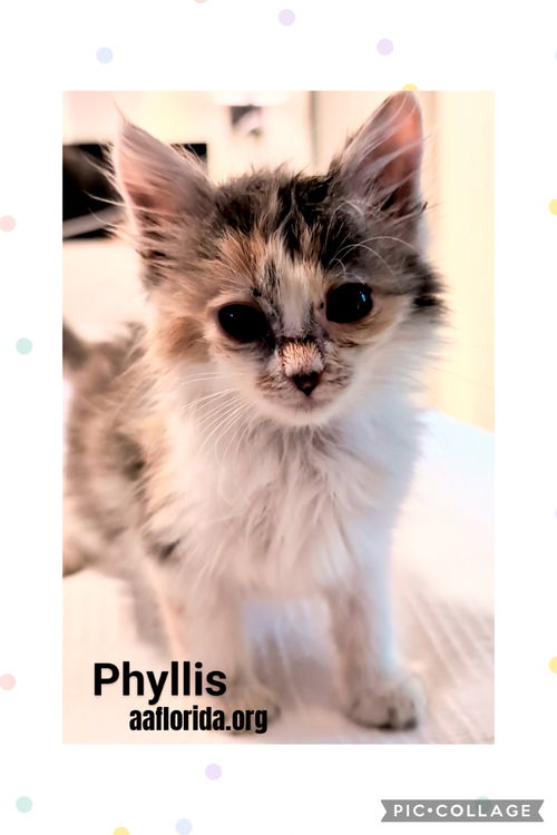 Phyllis