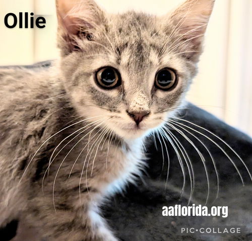 Ollie