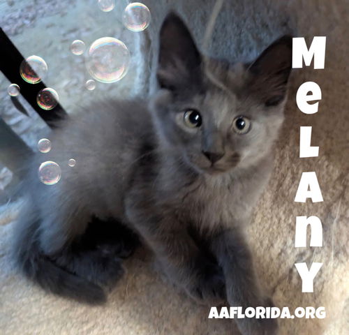 Melany