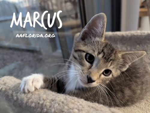 Marcus