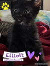 Elliott