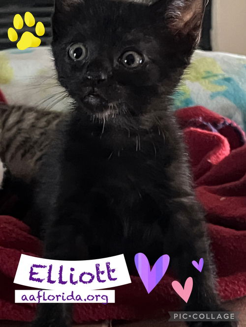 Elliott