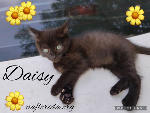 Daisy