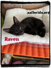 Raven