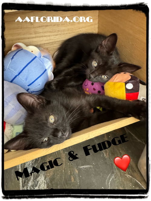 Fudge