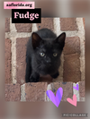 Fudge