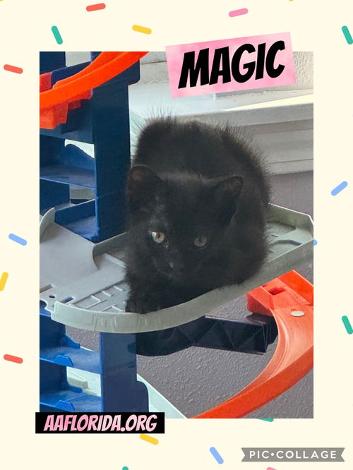 Magic