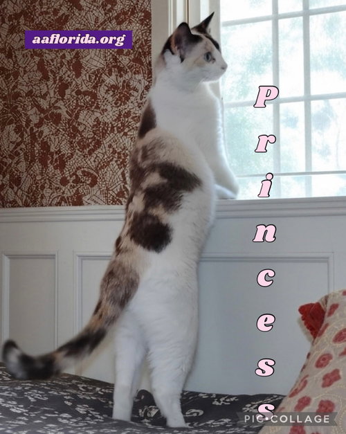 Princess