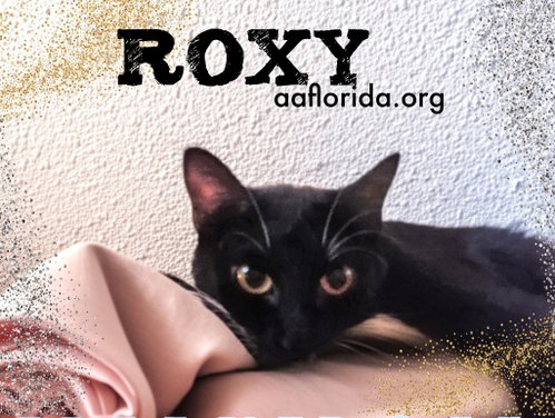 Roxy, an adoptable Domestic Medium Hair in Pensacola, FL